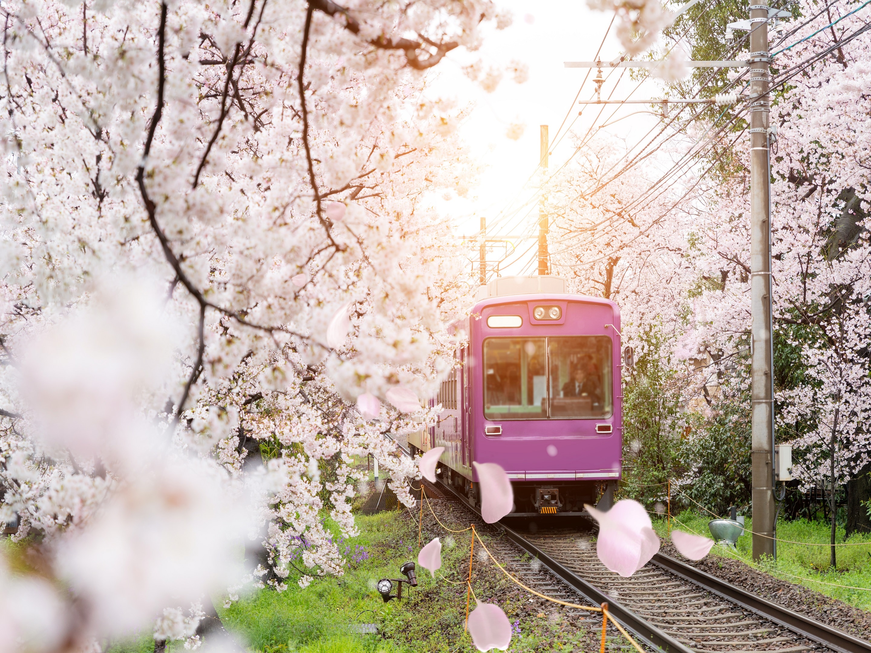 [Early Bird 60%] If you plan to travel 60 days in advance, please take advantage of this lowest price plan.