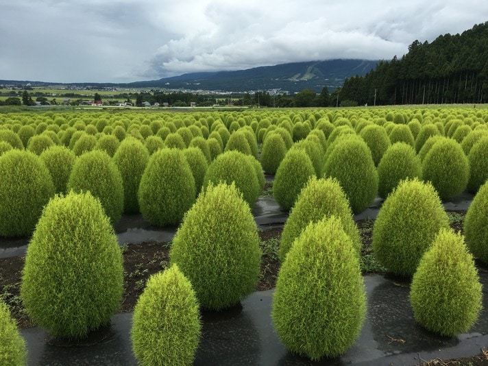 kochia