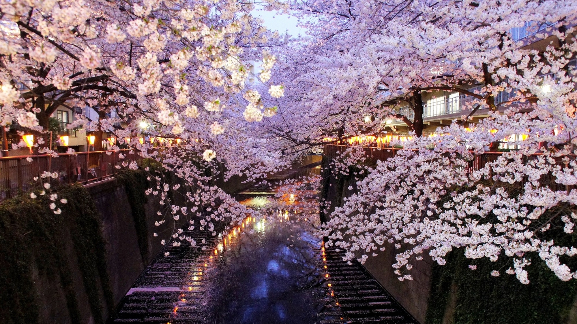 [Meguro River Night Cherry Blossoms] (mid-March to early April) The cherry blossoms are lit up at night, creating a fantastical sight.