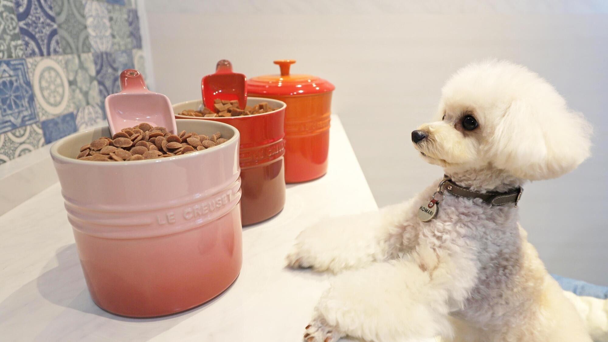 Free Dog Food