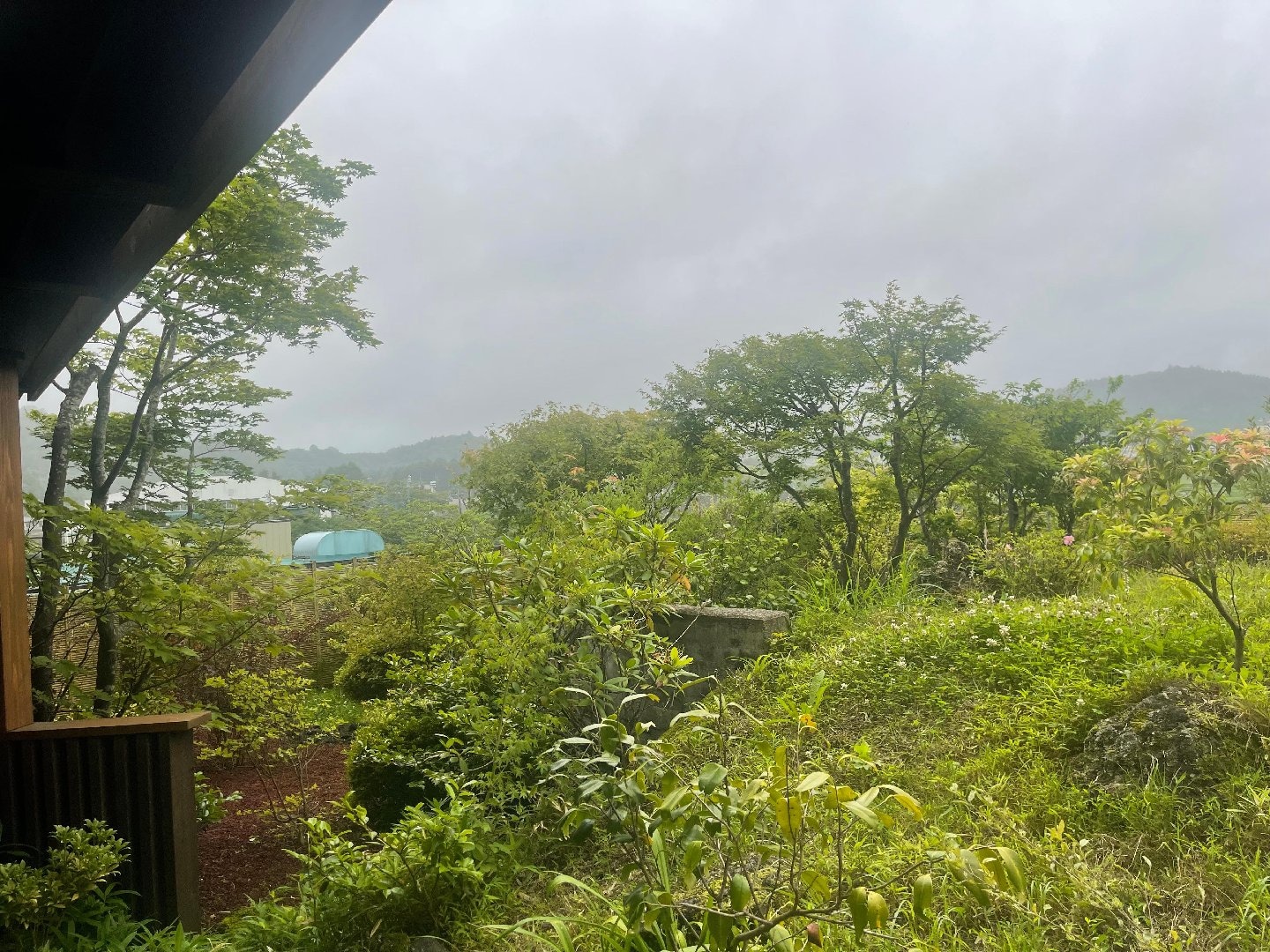 IMG_2983.jpeg