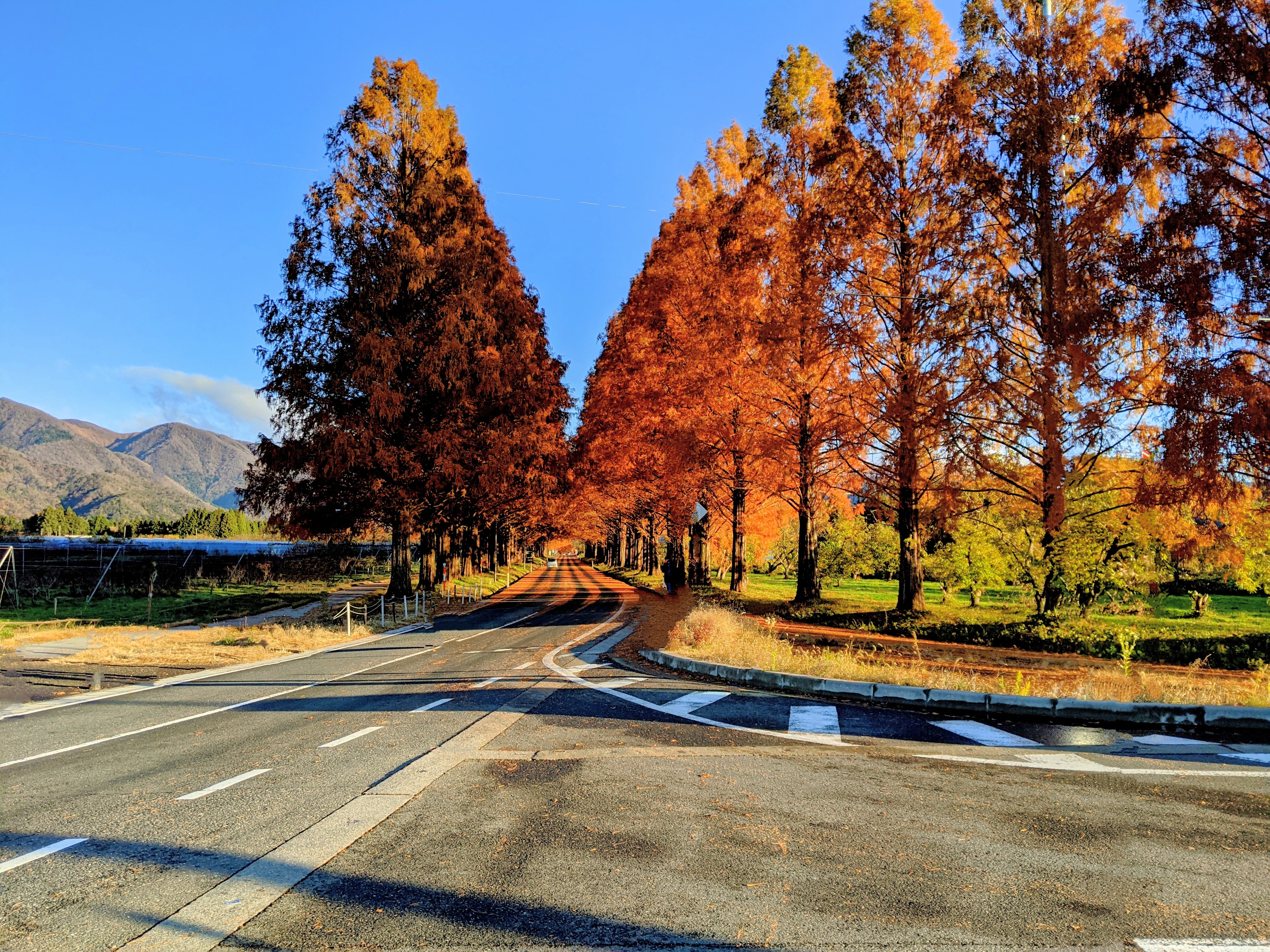 Metasequoia trees lined with autumn leaves