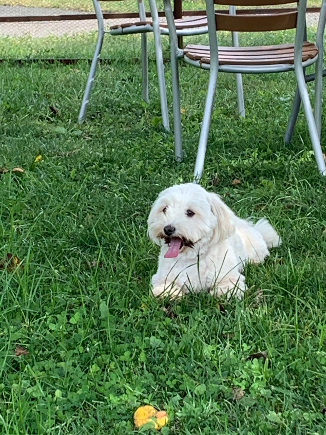 Dog play area
