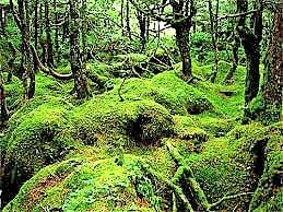 Moss of Shirakoma
