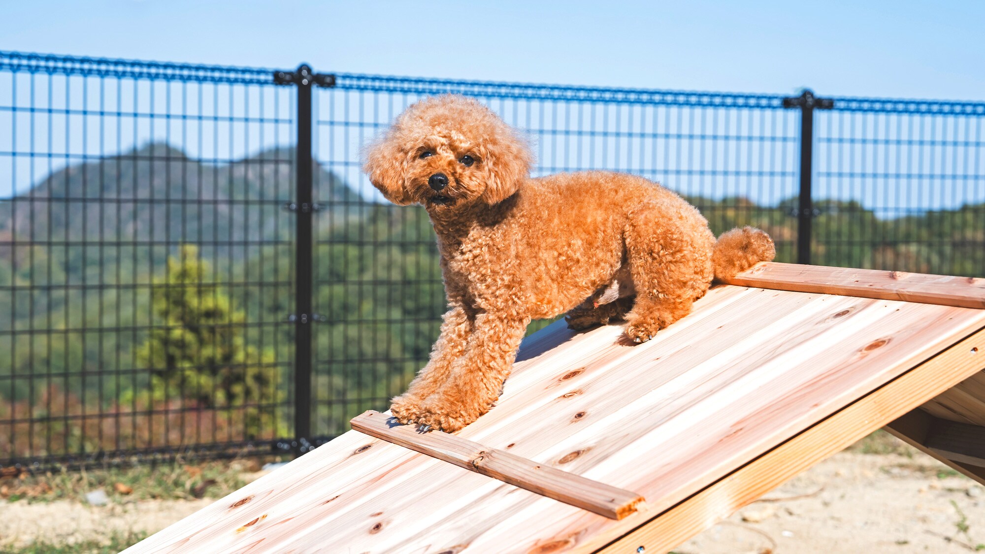 Dog run