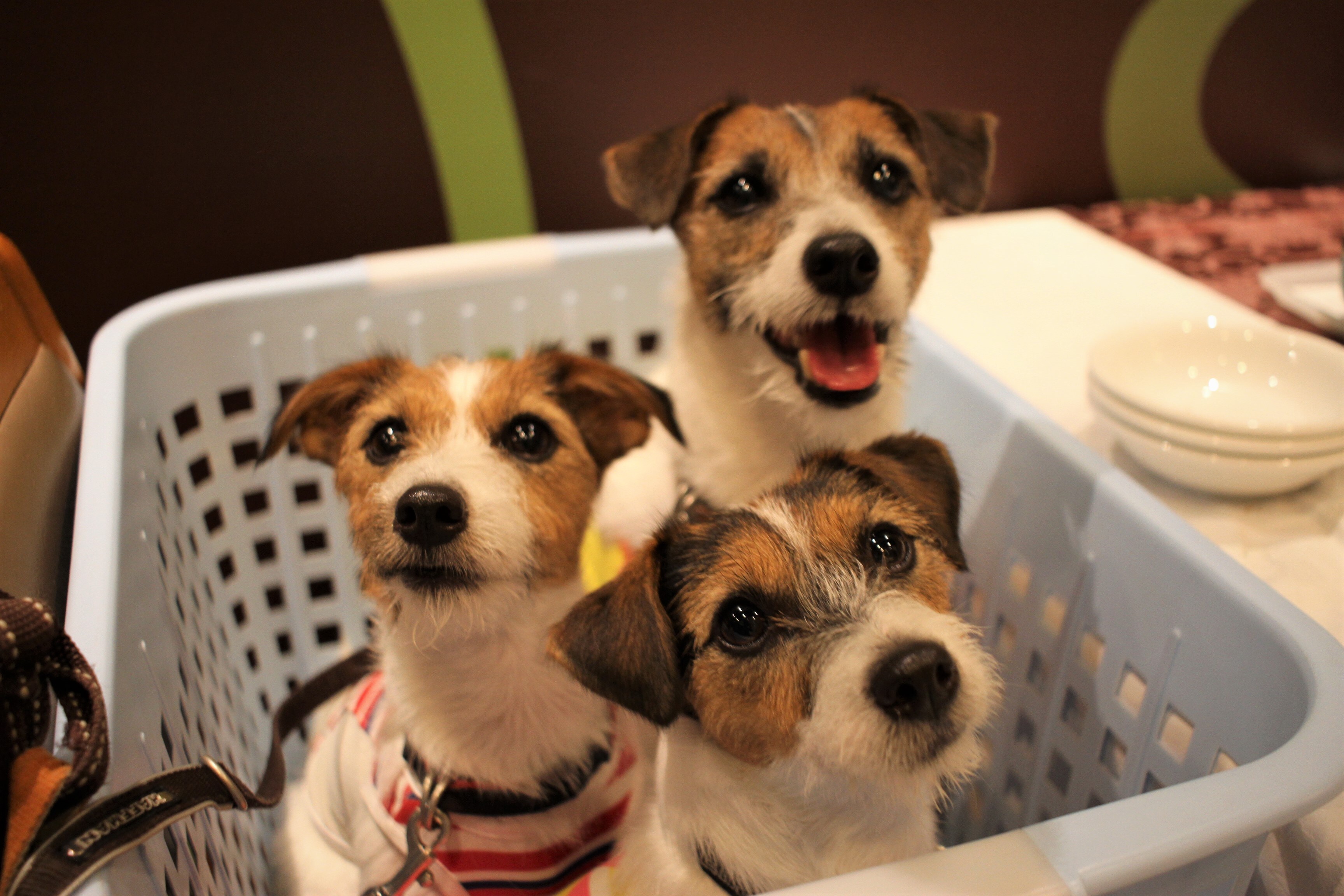 Dog photo