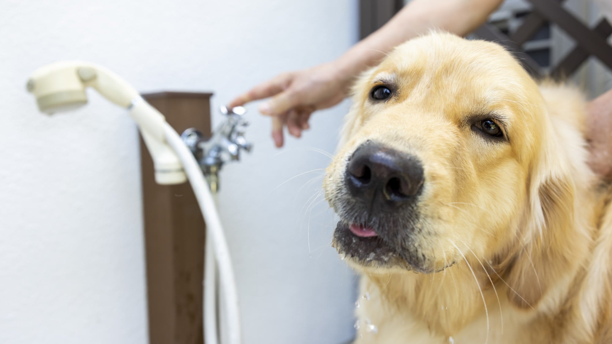 A foot washing area is provided in the pet-friendly room mini garden.