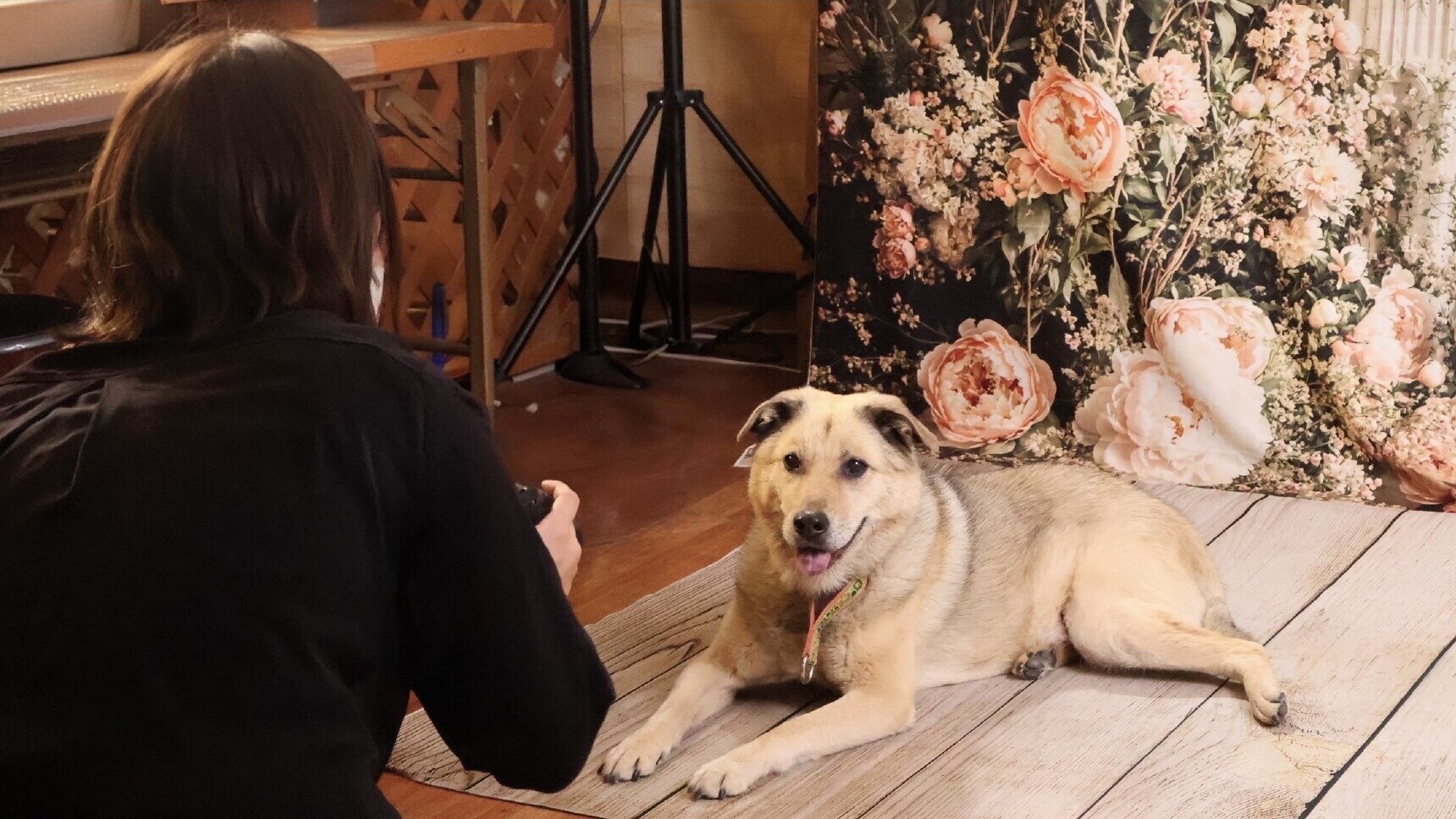 Dog photography studio (reservations required)