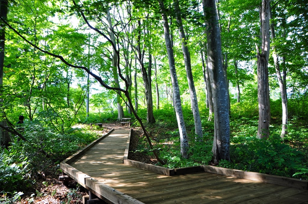 Beech Satoyama Komichi (promenade)