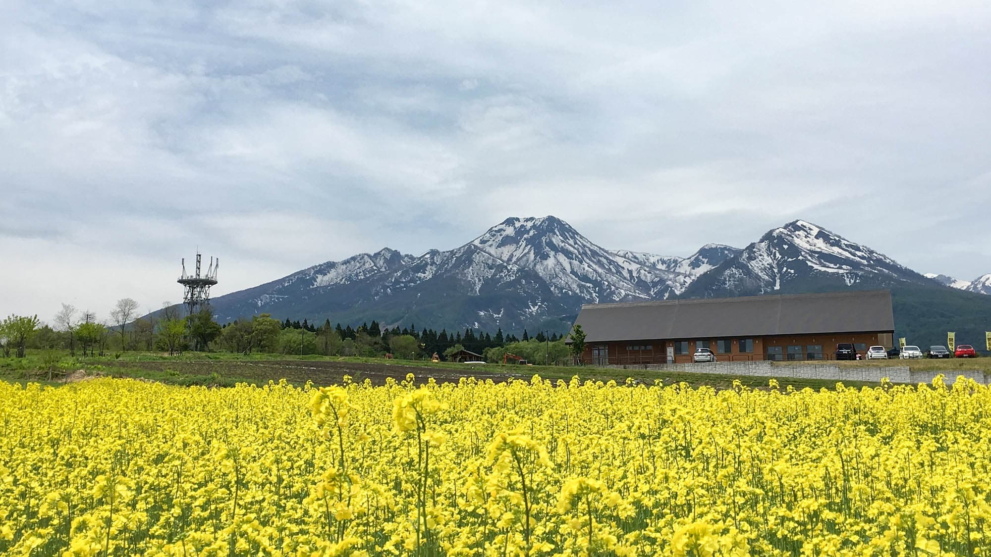 ・【週邊】春天，油菜花開滿地。