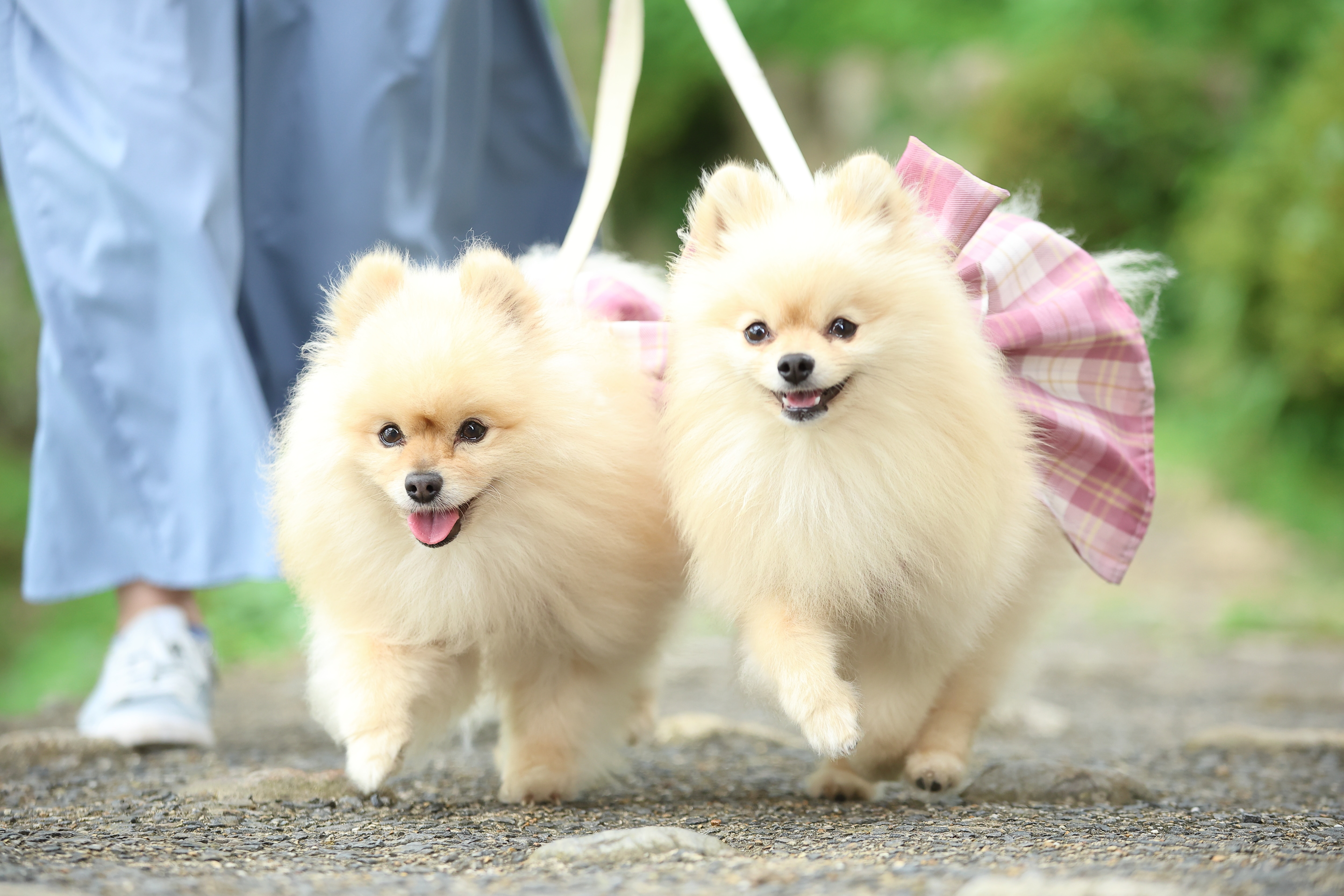 DogFriendlyRoom
