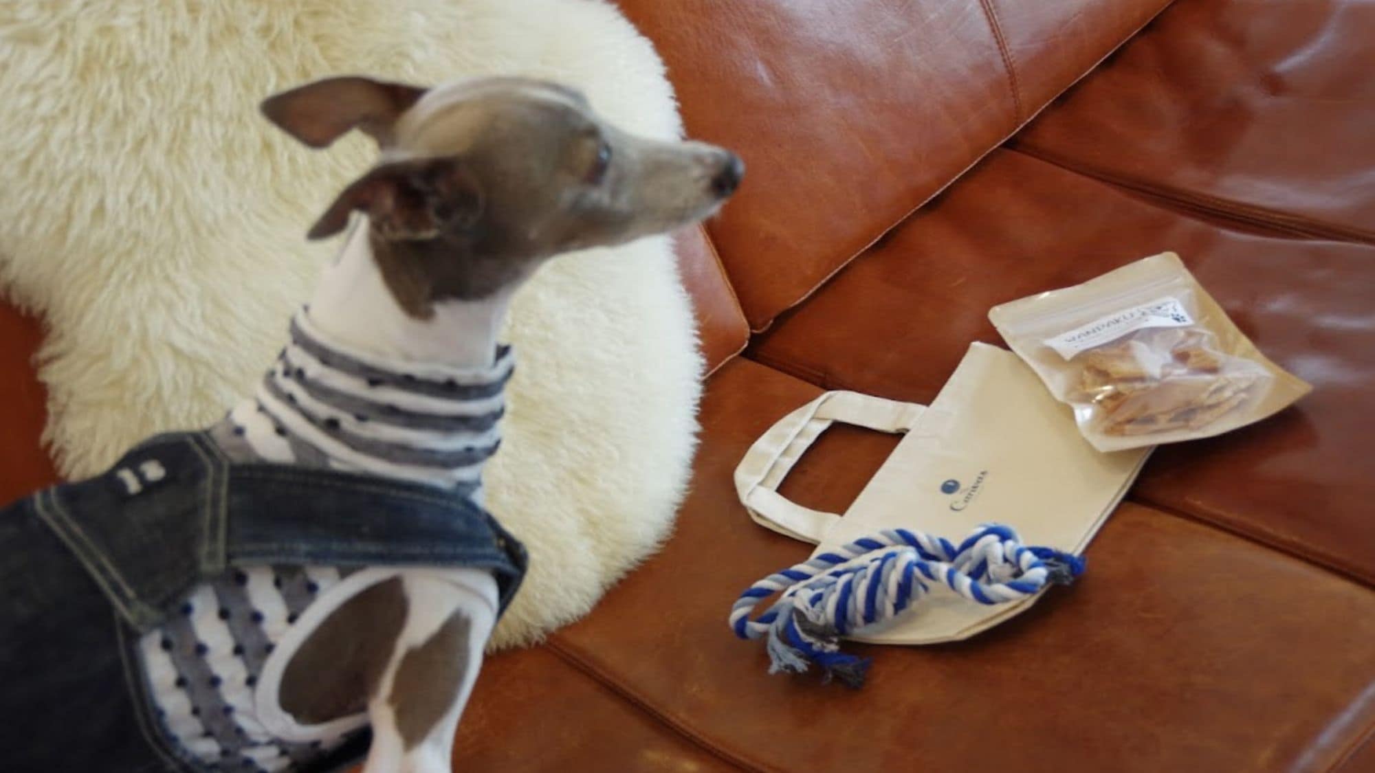 Akatsuki, tempat Anda bisa tinggal bersama anjing Anda