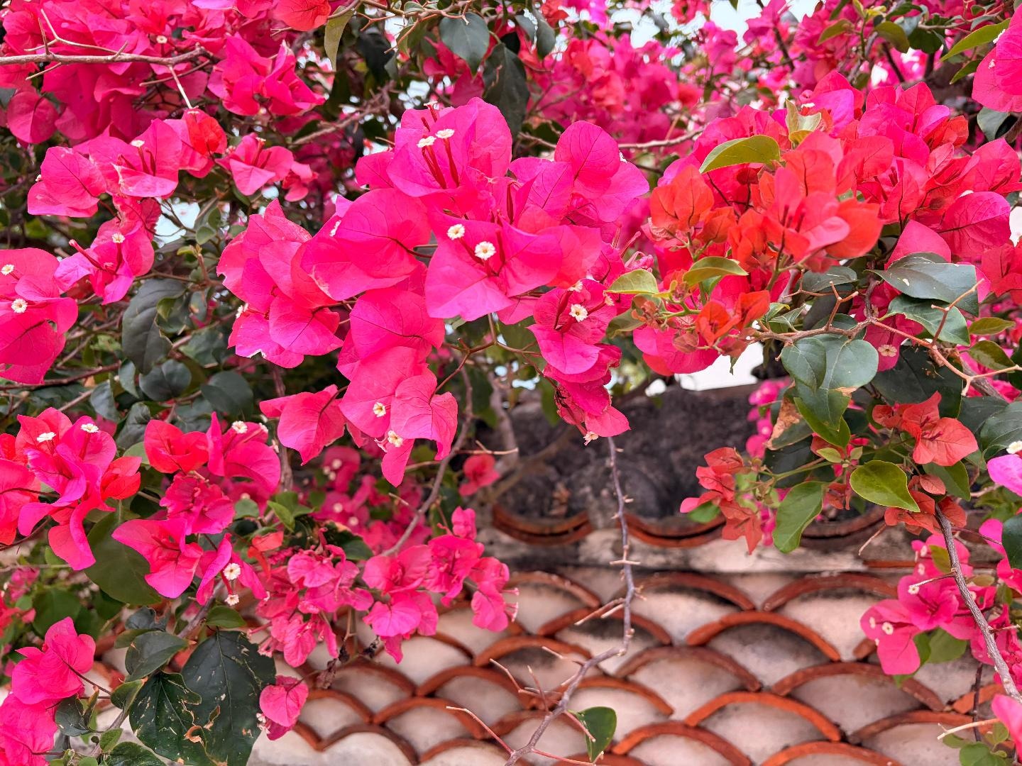 1A013047-9D54-4791-A58D-E7026DE24F8D.jpeg