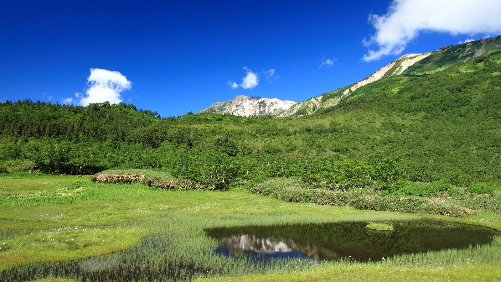 Tsugaike Nature Garden / Ukishima Marsh
