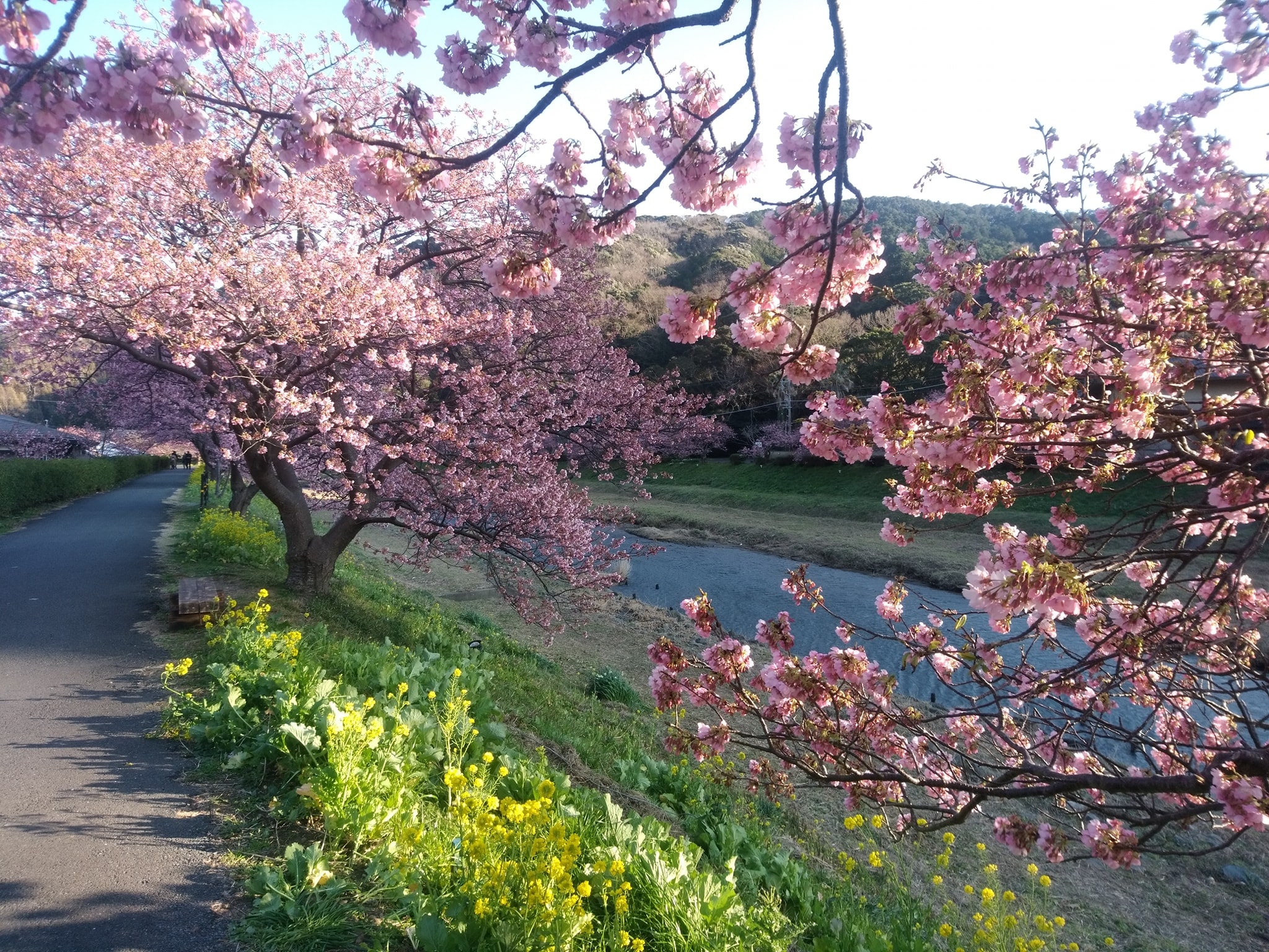 15 minutes by car to the Kawazu Cherry Blossom Viewing Site