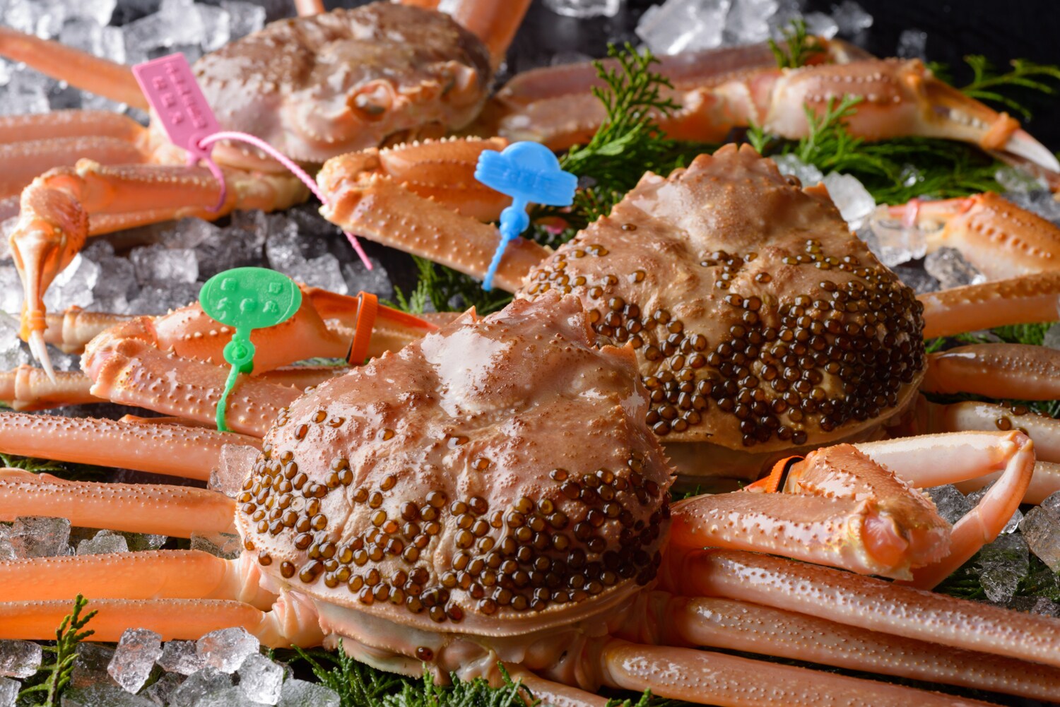 Matsuba crab: November to March