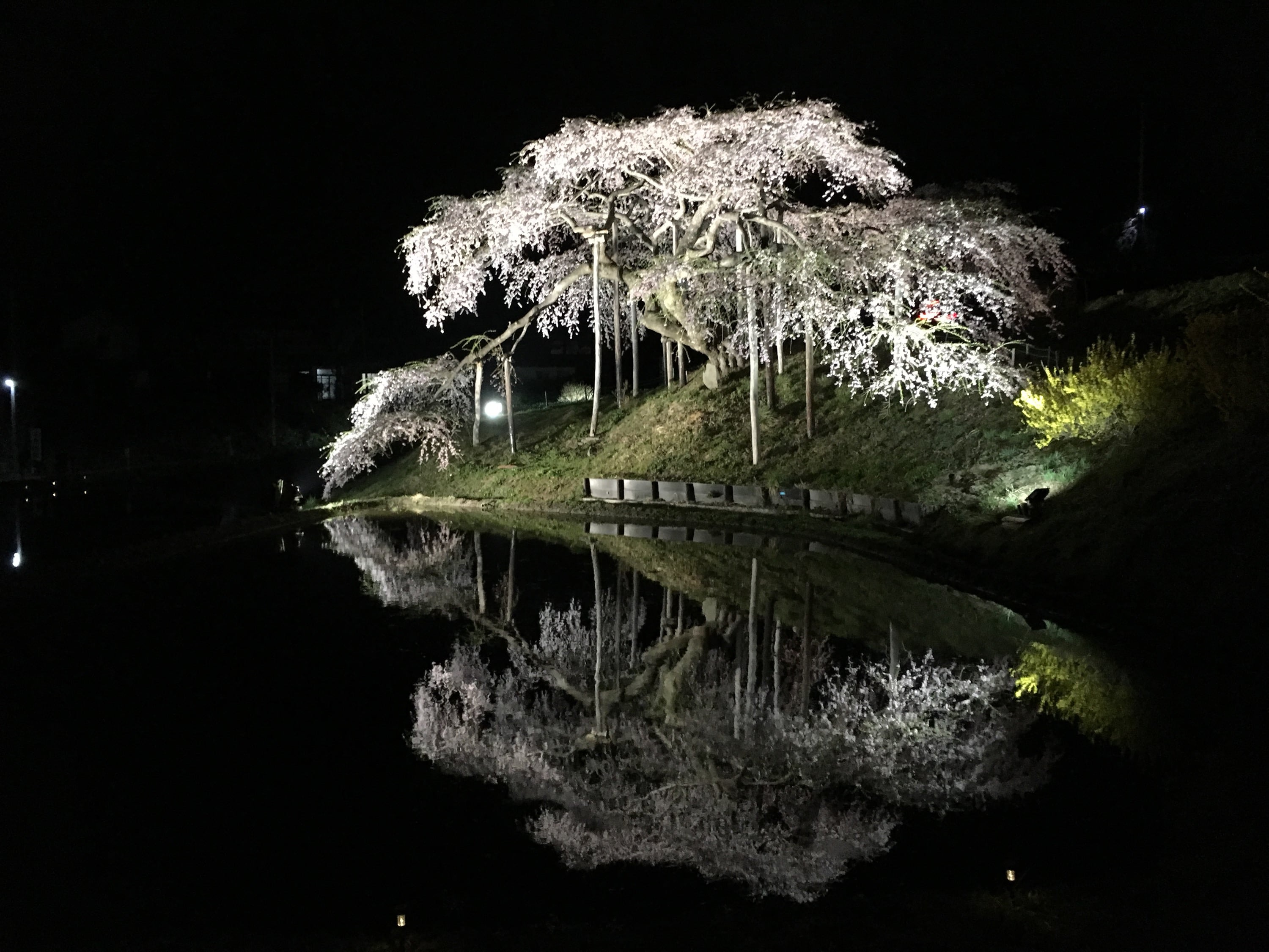 Illumination of the Jizo Sakura tree on Nakajima (Nihonmatsu City)