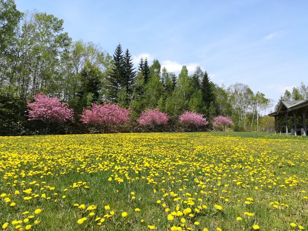 春の滝野すずらん公園