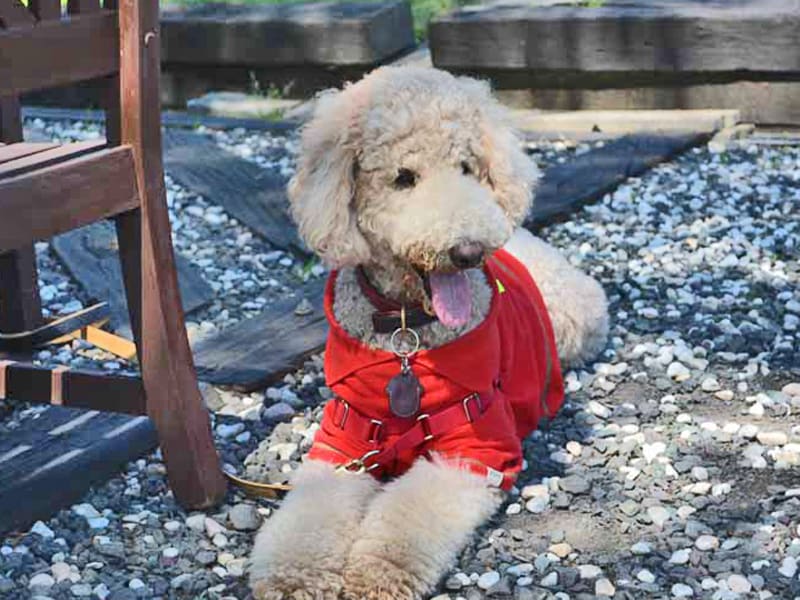 Toy Poodle