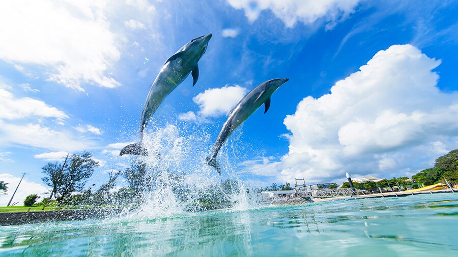 Dolphin jump ♪
