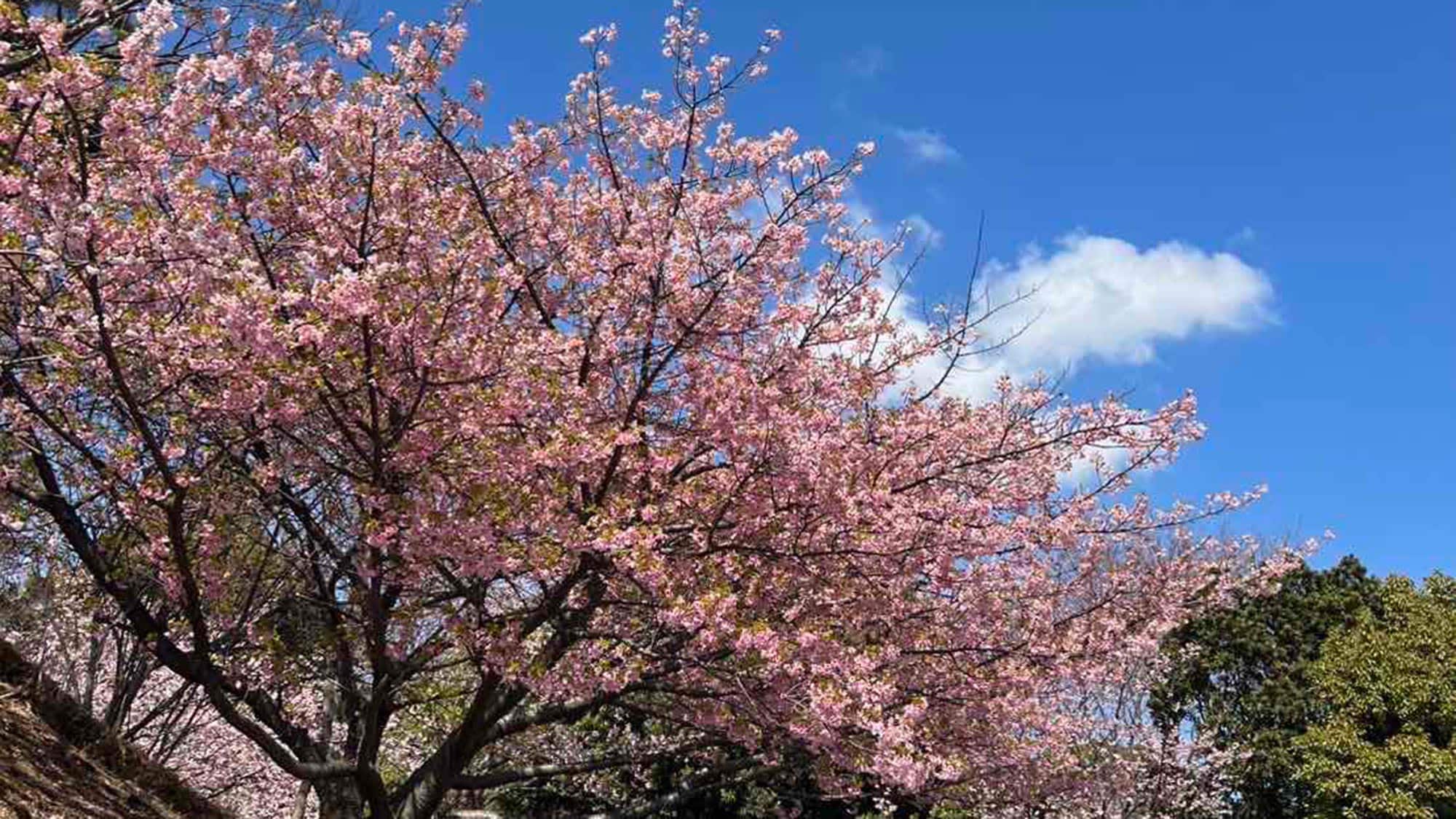 ・[Izu Kogen Cherry Blossoms] Every year, many cherry blossoms bloom in Izu Kogen, delighting the eyes of people from March to April.