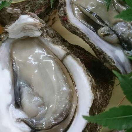Natural rock oysters