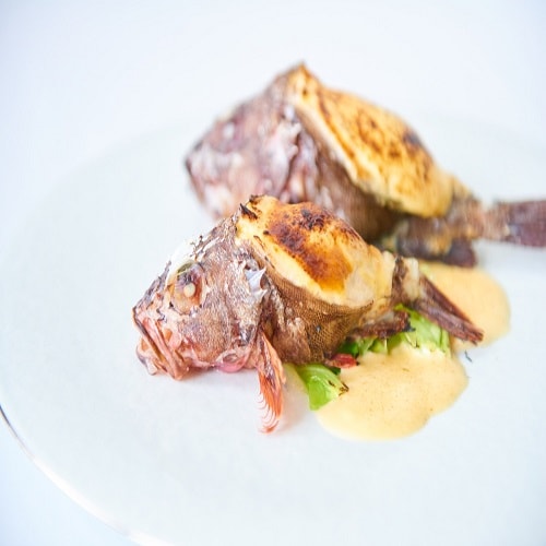 Rockfish Falci