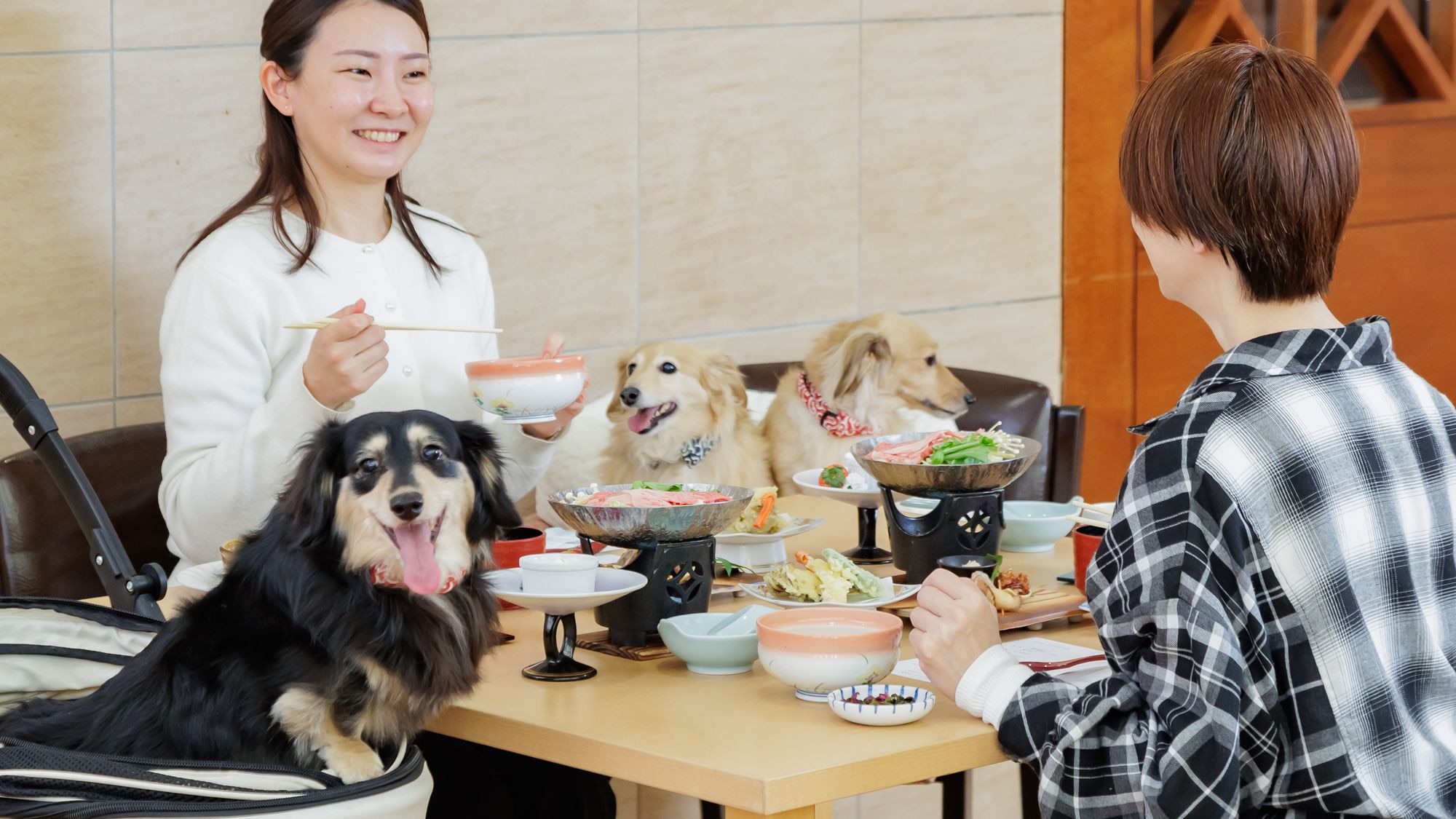 เพลิดเพลินไปกับมื้ออาหารกับสุนัขของคุณ