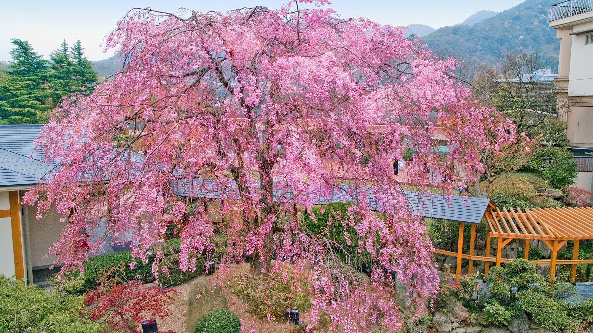 100年樹齡的雙紅垂枝櫻花