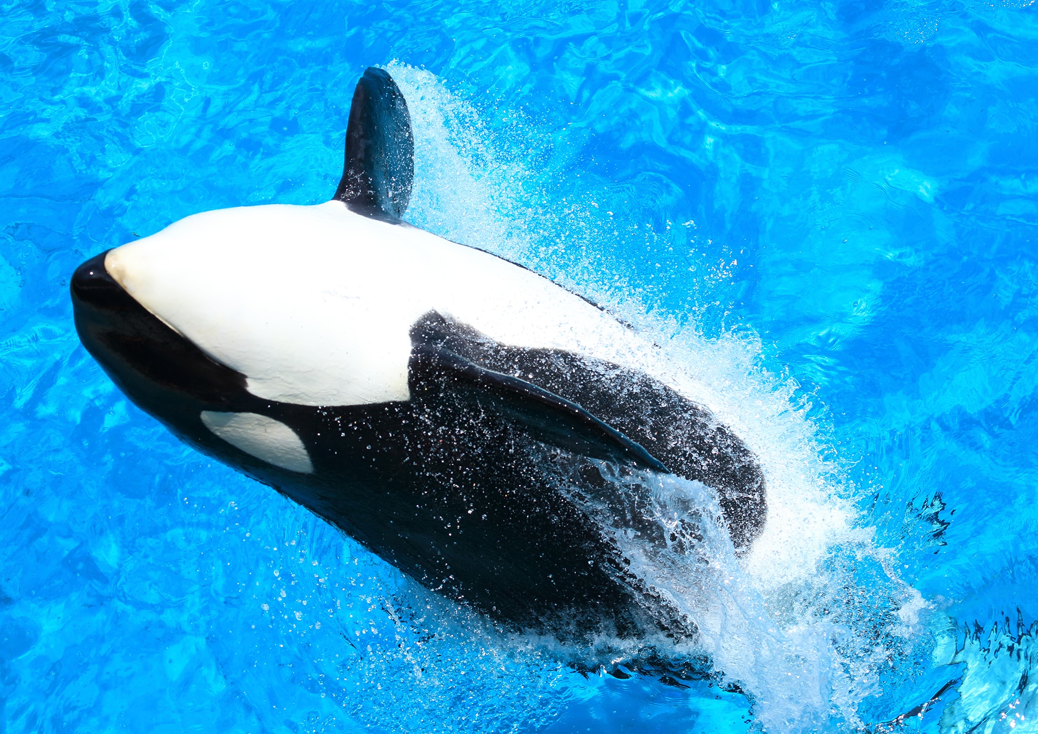 Kamogawa Sea World Orca