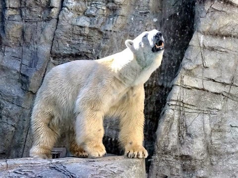 오가 수족관 GAO 호타 쿤
