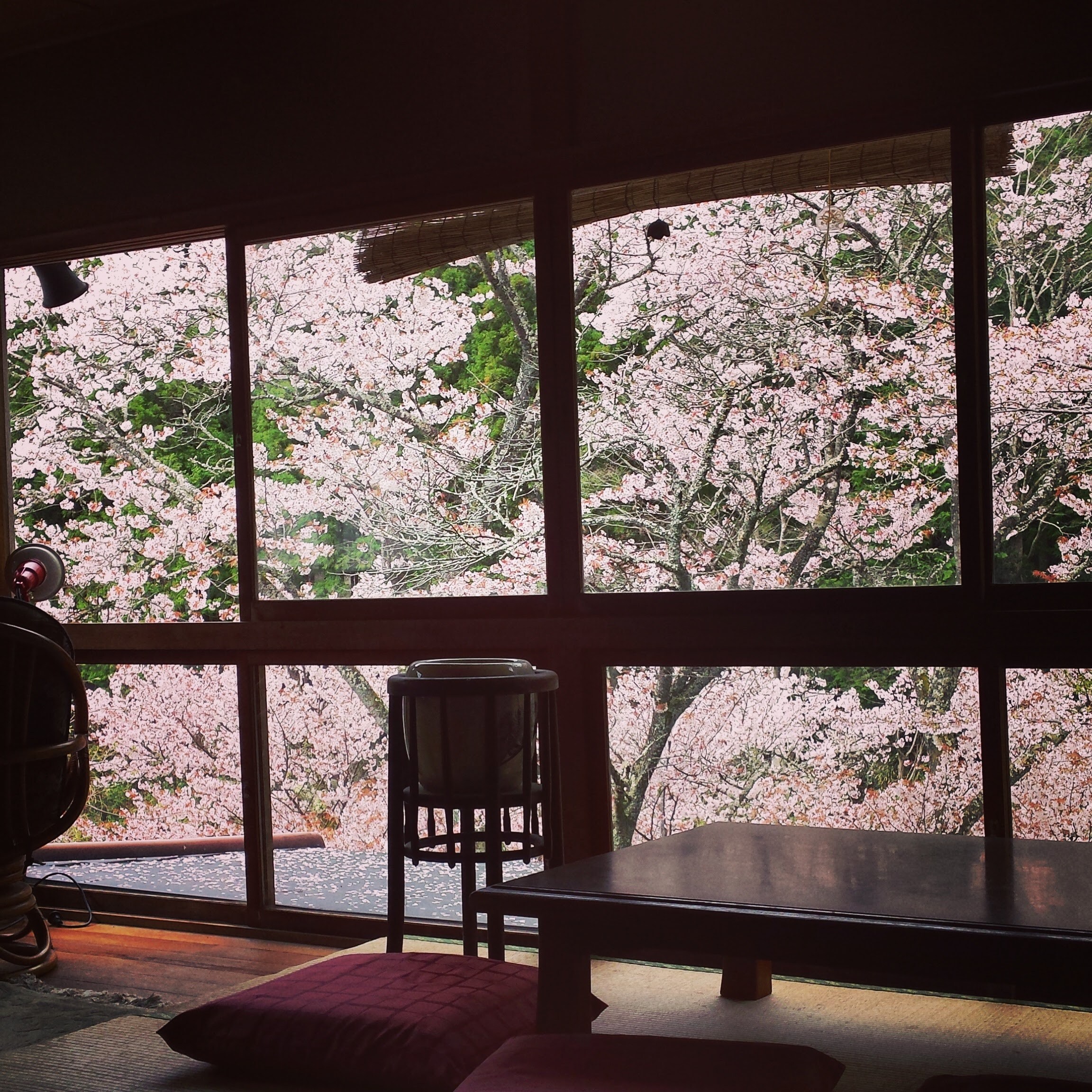 ซากุระจากห้องเสื่อทาทามิ