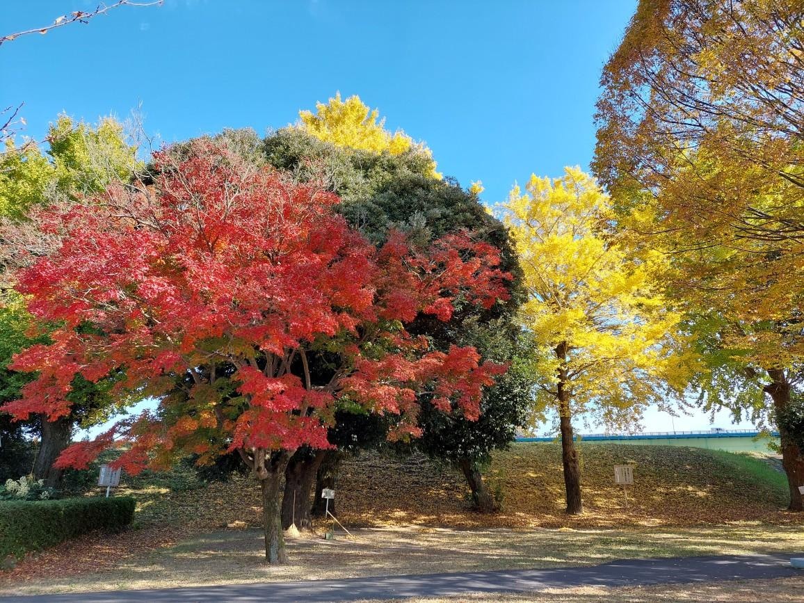 20251121_111720　狩野川記念公園の紅葉.jpg
