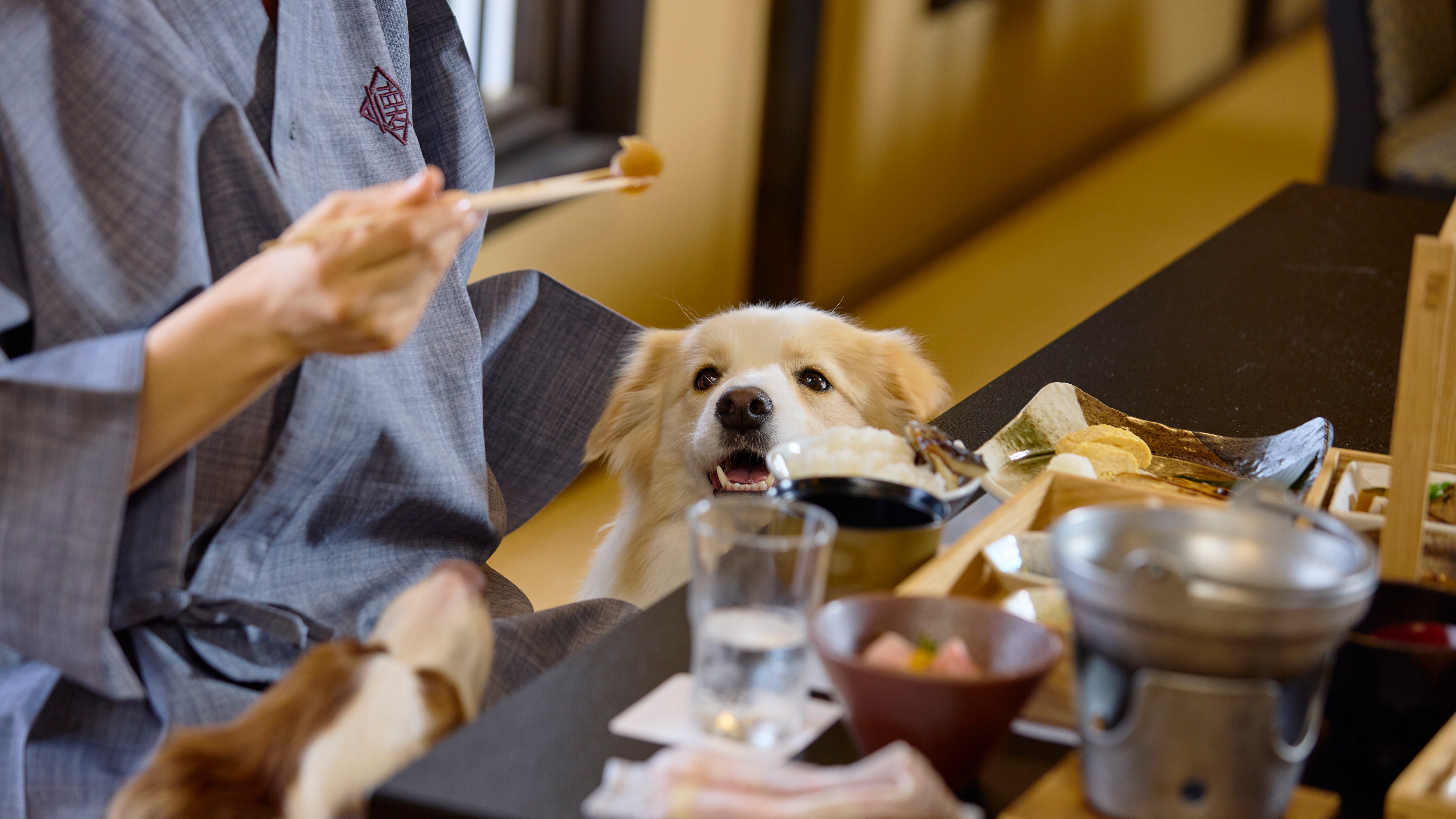 You can also spend time with your dog in the restaurant.