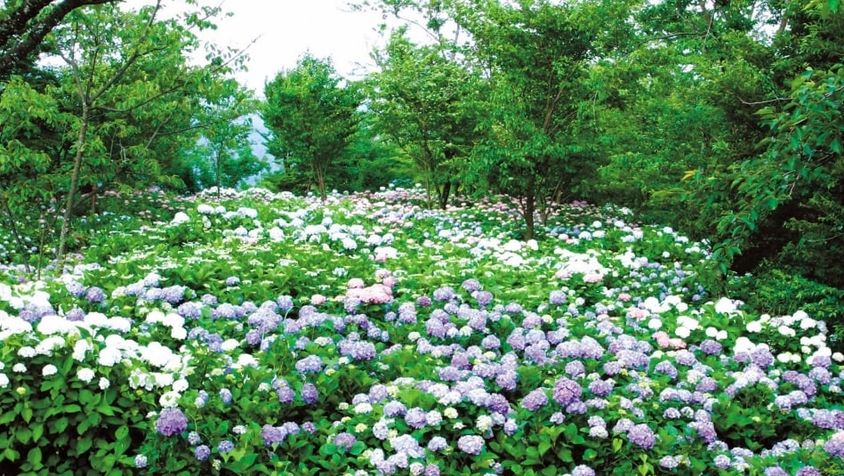 Hydrangea Village (photo courtesy of Yugawara Town)