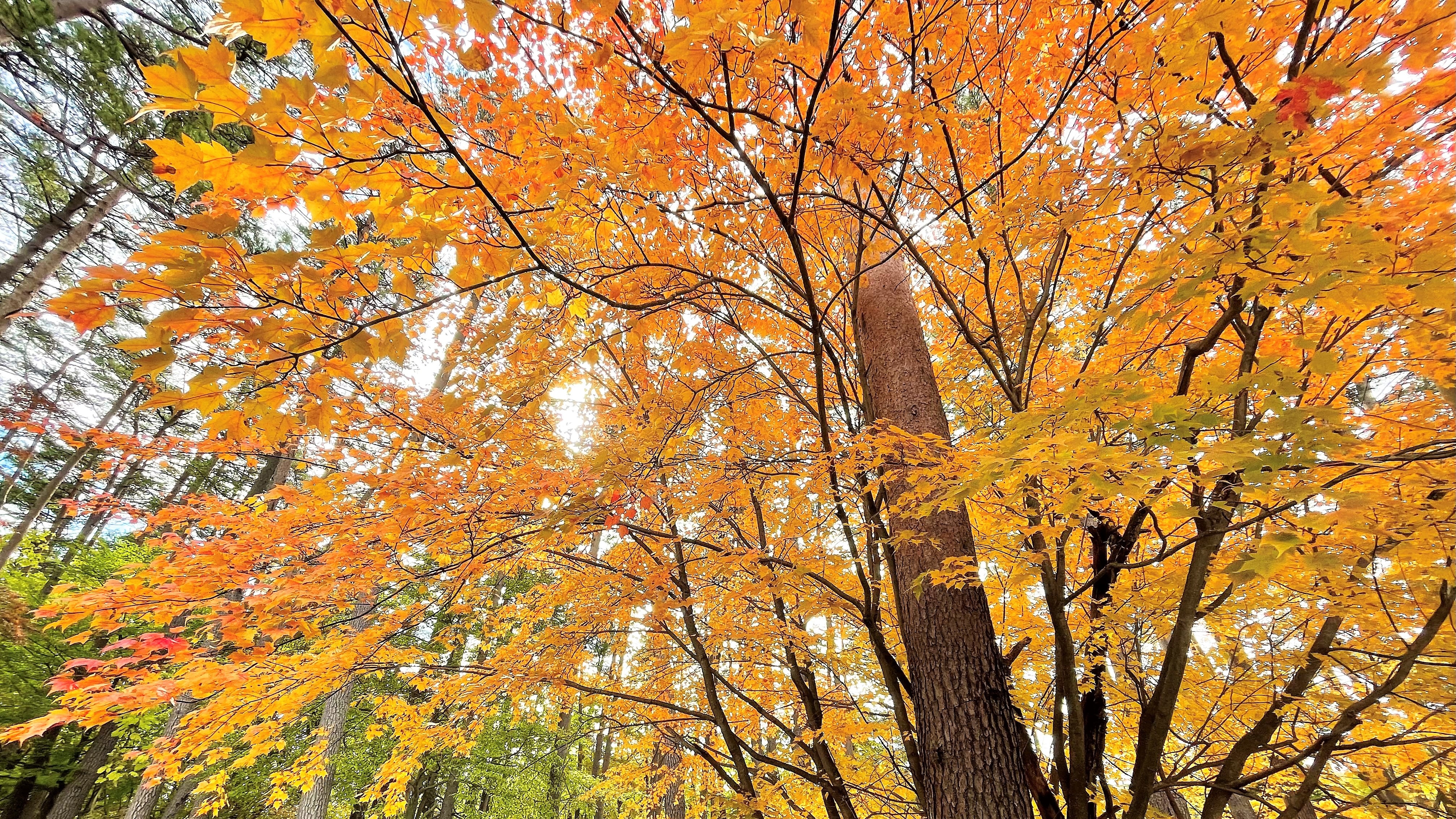 Appearance / Autumn