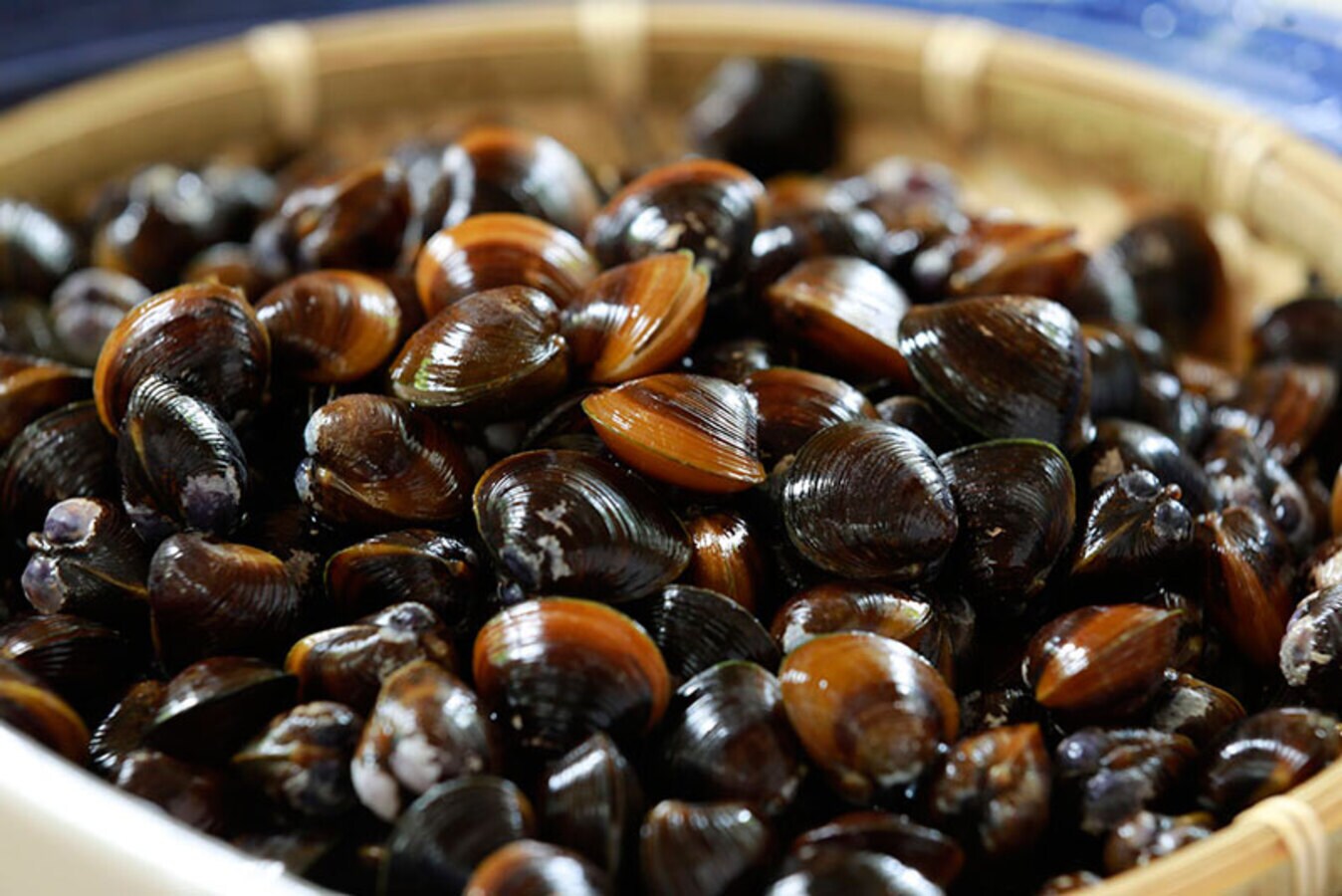 Shijimi clam