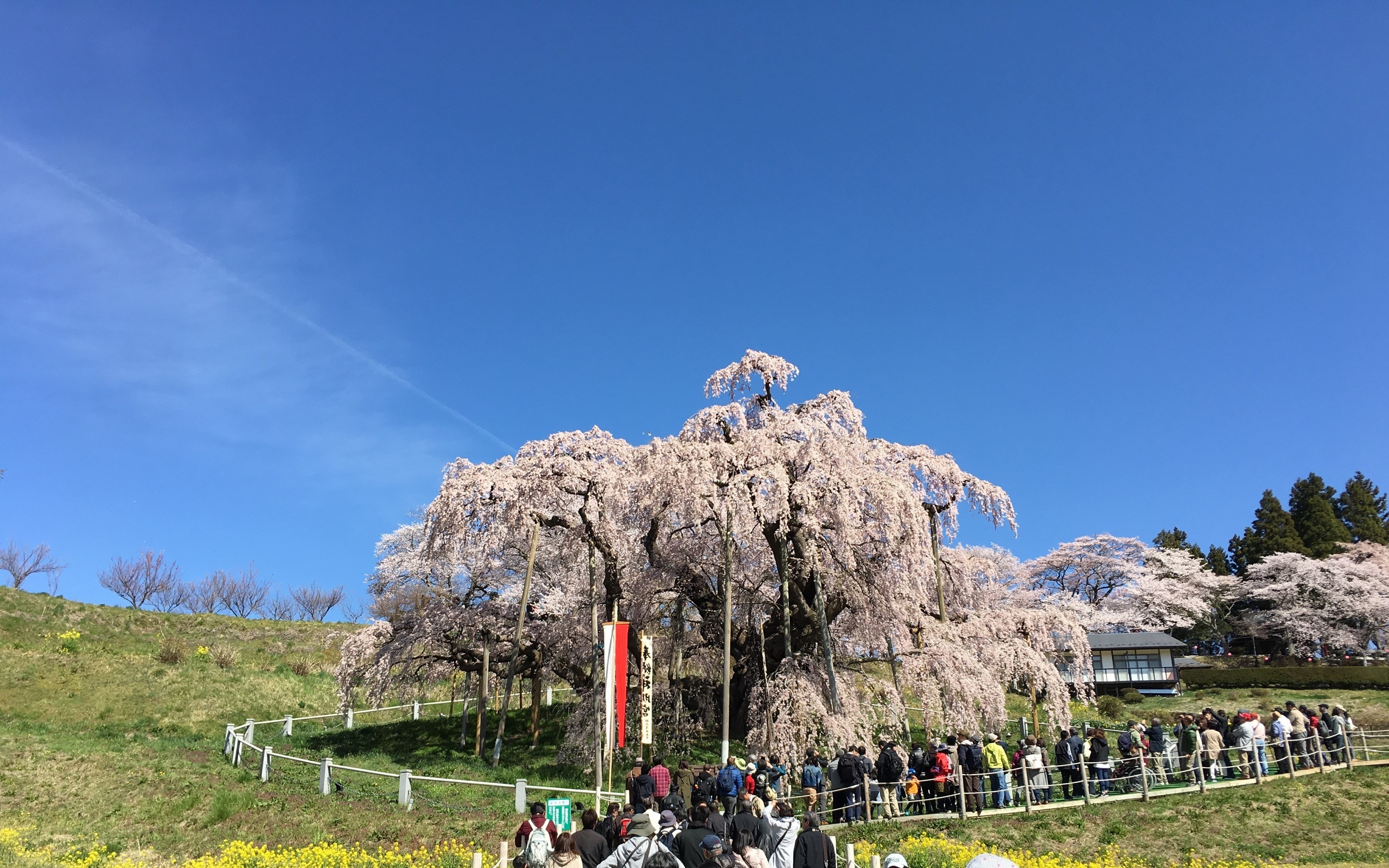 Takizakura in full bloom (Miharu Town)