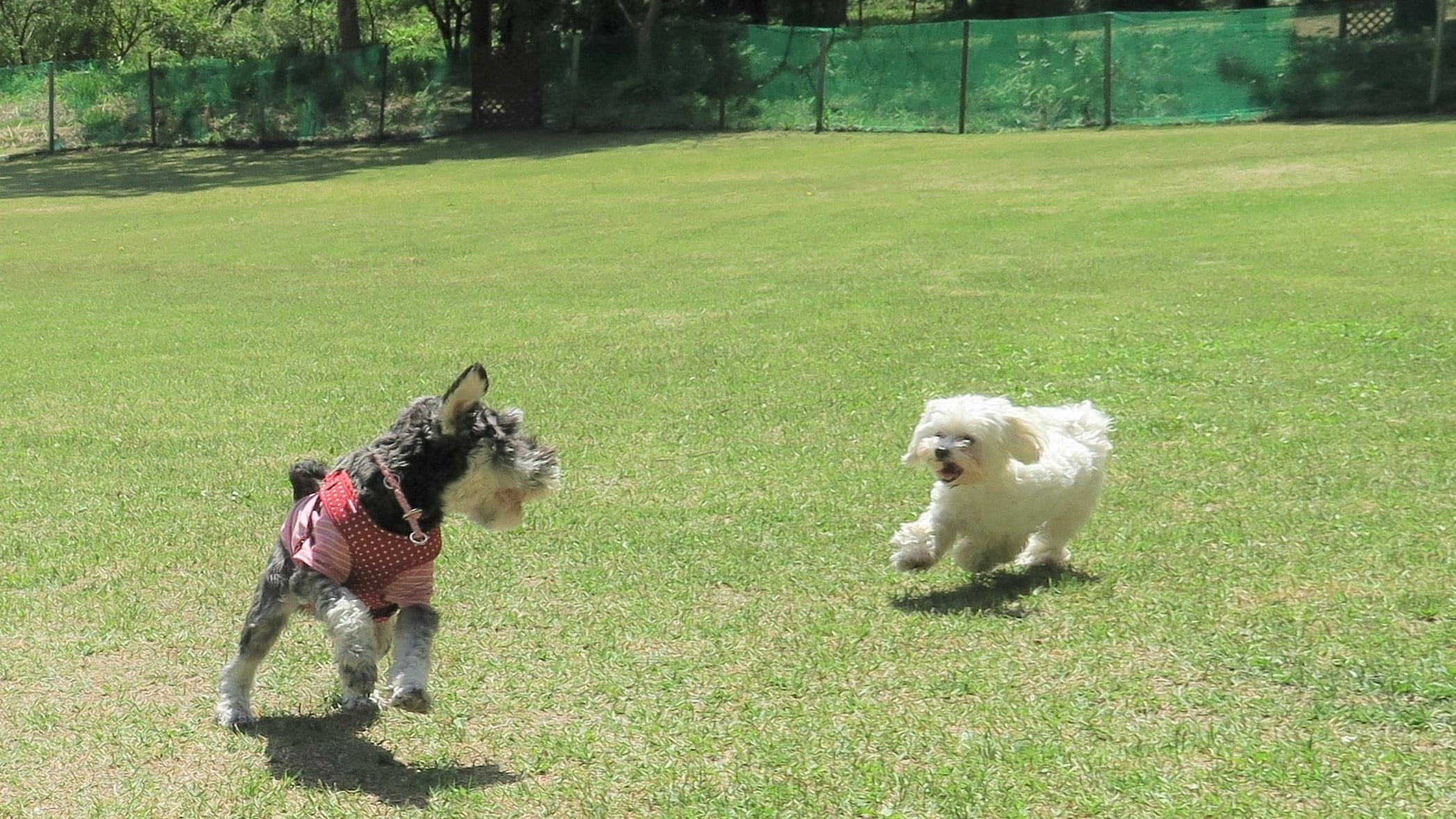 [Pet Resort College Nikko]