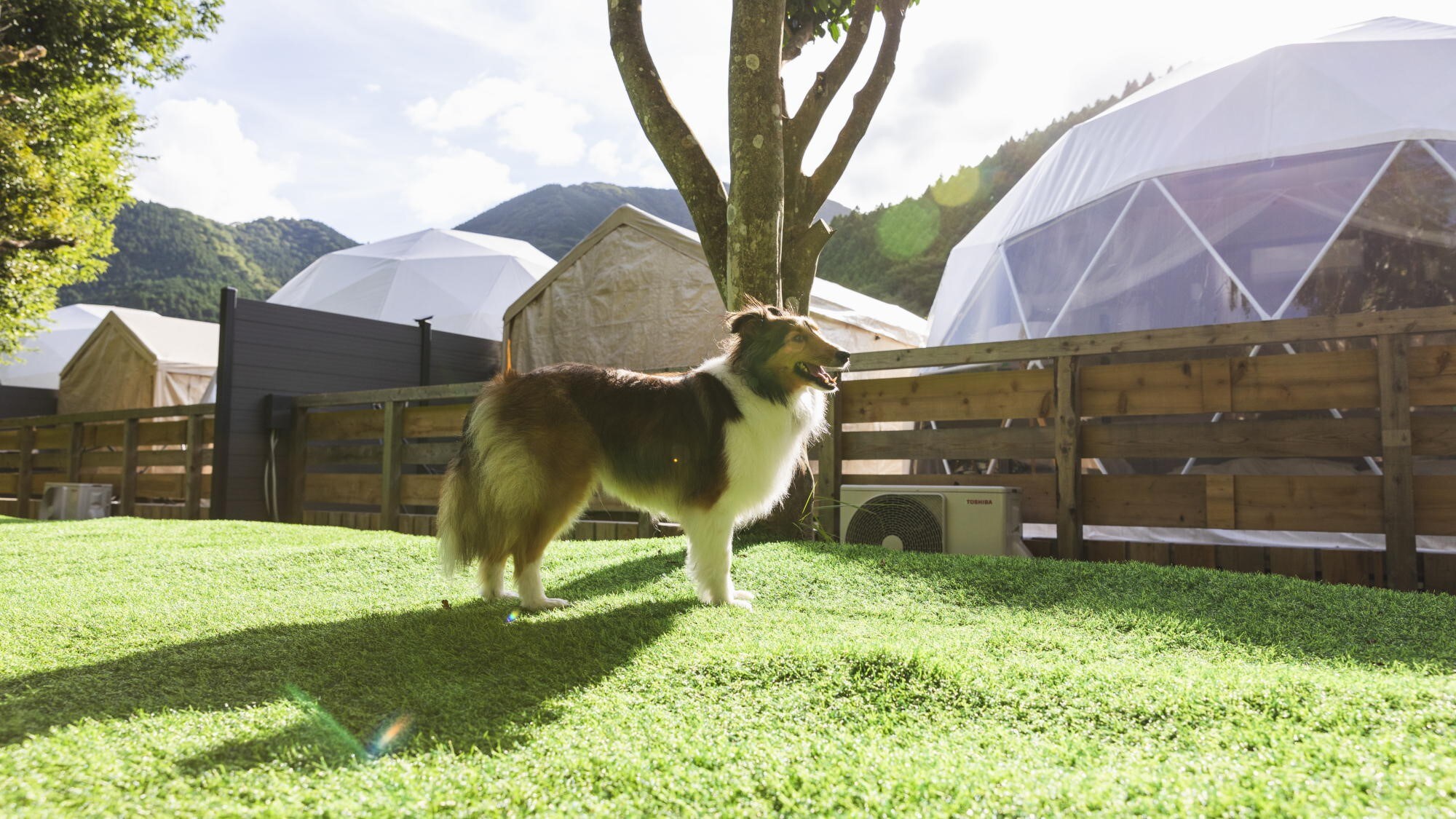 [Dog Dome] Kami memiliki kamar yang mengizinkan hewan peliharaan.