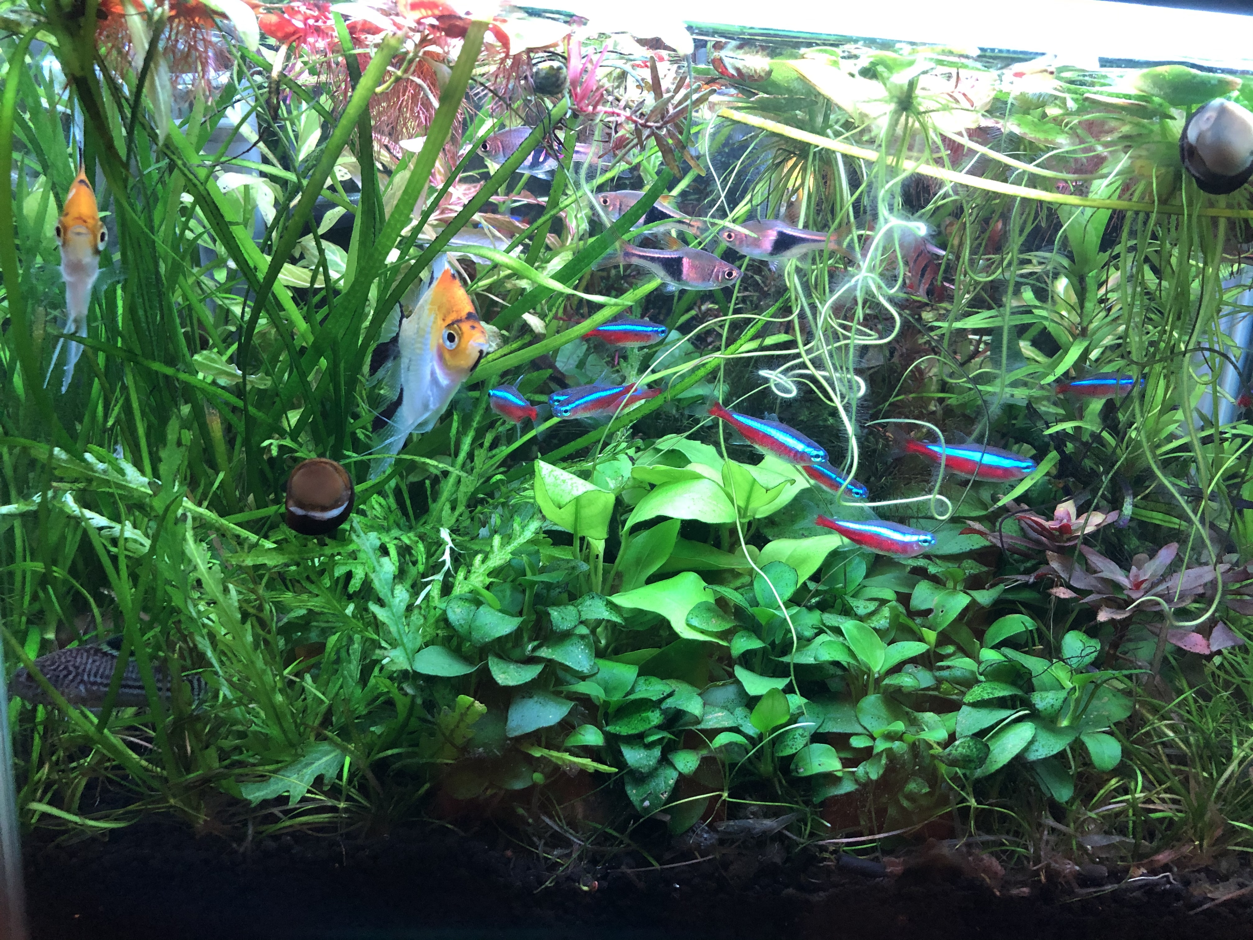荷蘭水族館