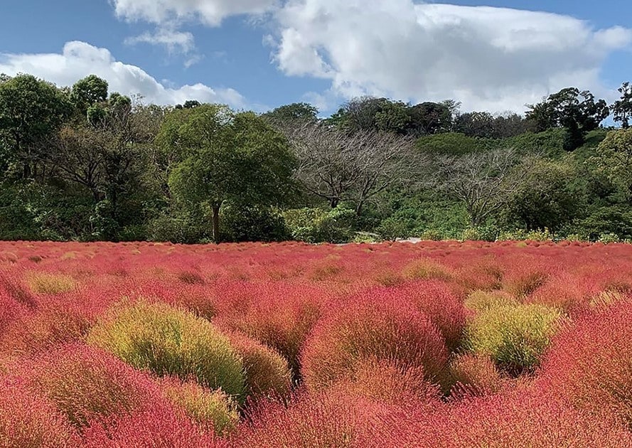 藜蘆園