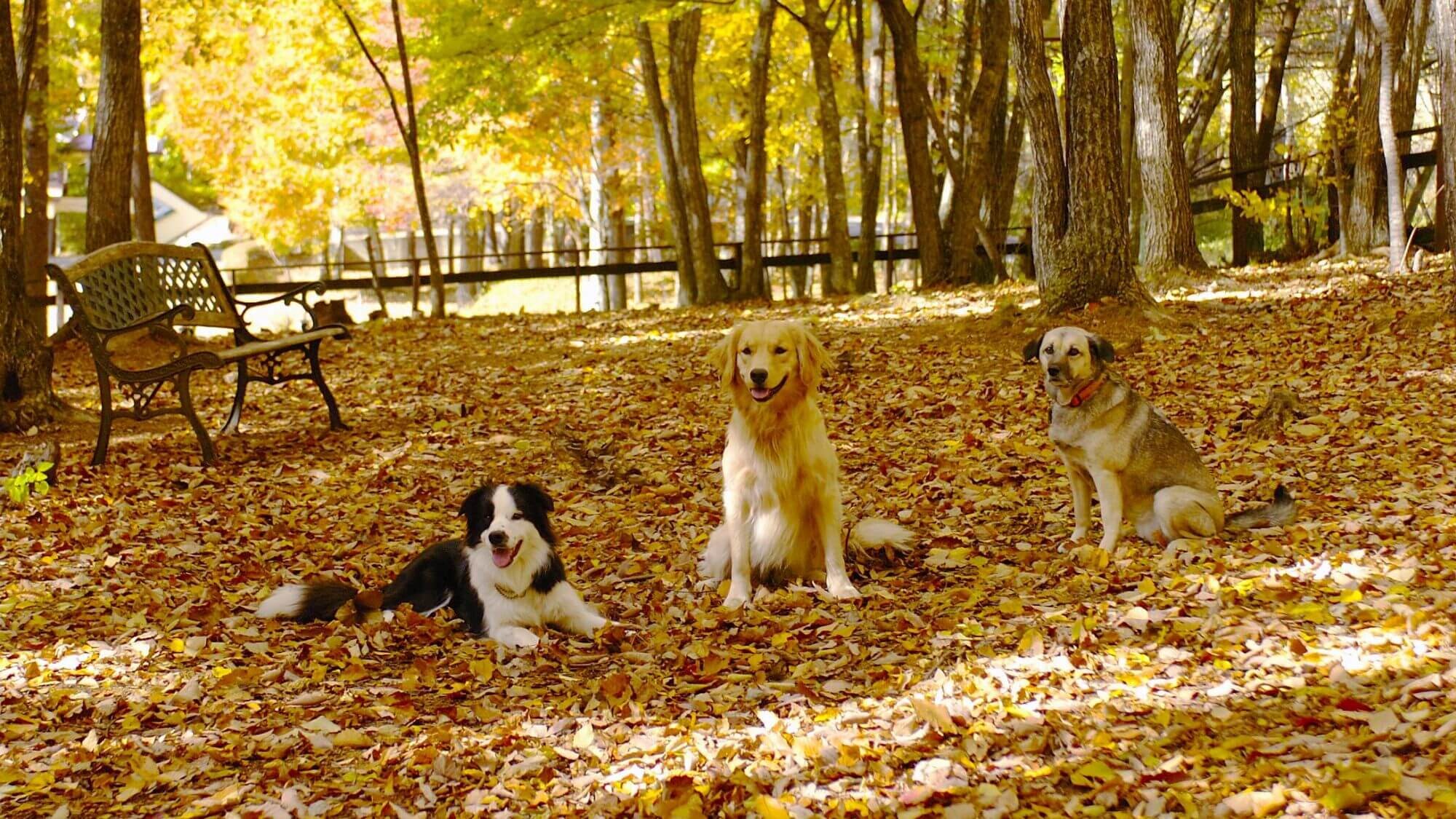 "DOG PARK" is beautiful in autumn with its colorful foliage!