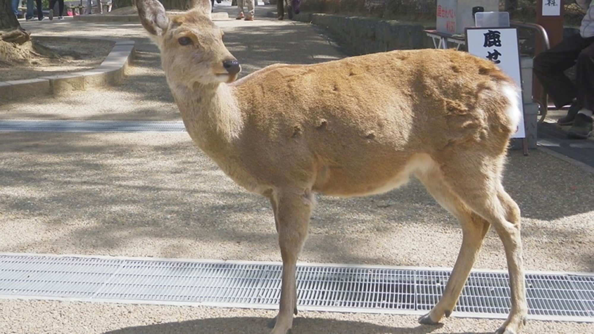 * Approximately 20 minutes by car to Nara Park, Todaiji Temple, Kofukuji Temple, and Kasuga Taisha Shrine