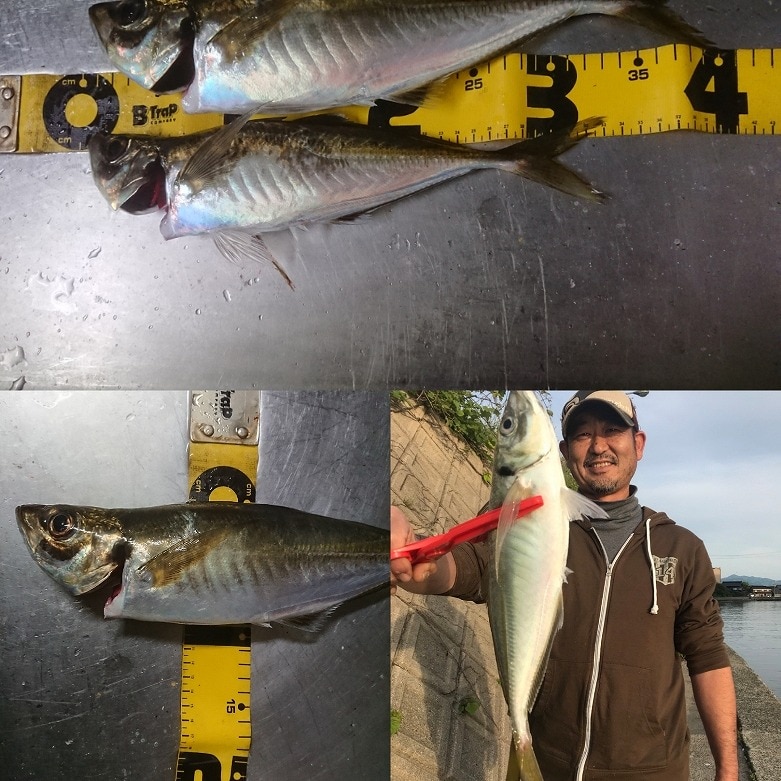 Ikan tenggiri