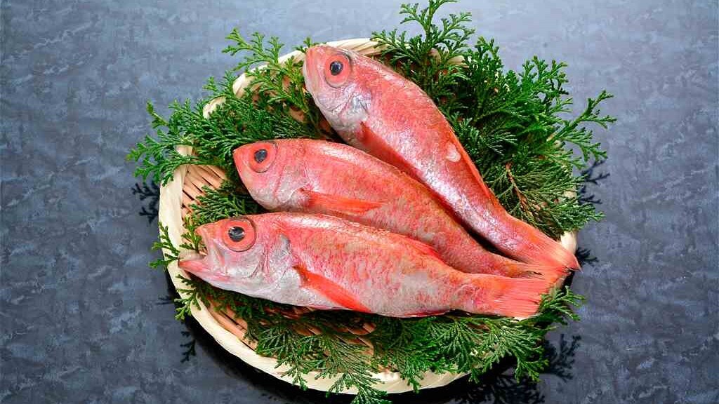 ปลาชั้นสูงของซานิน "โนโดกุโระ"