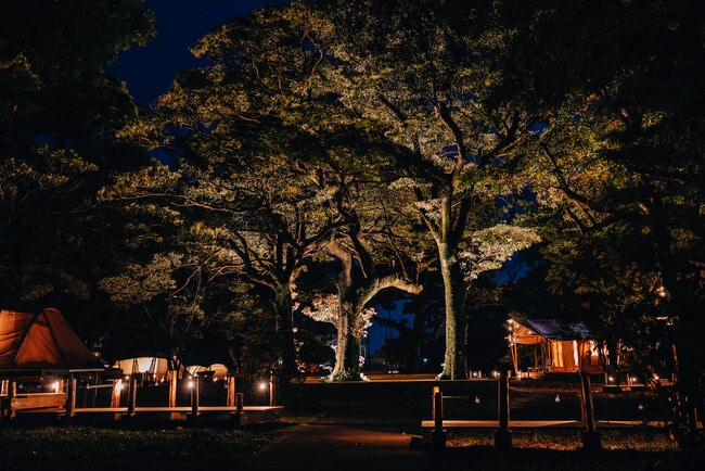 Tab Forest (Night)