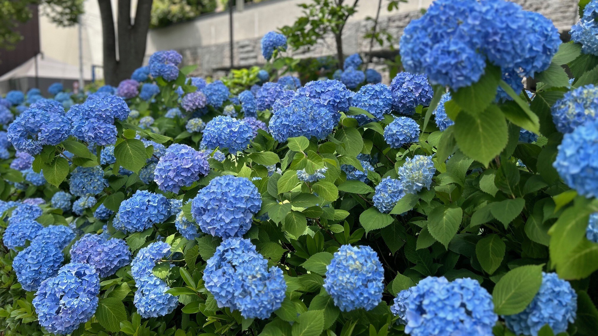 奧伊克街上的繡球花