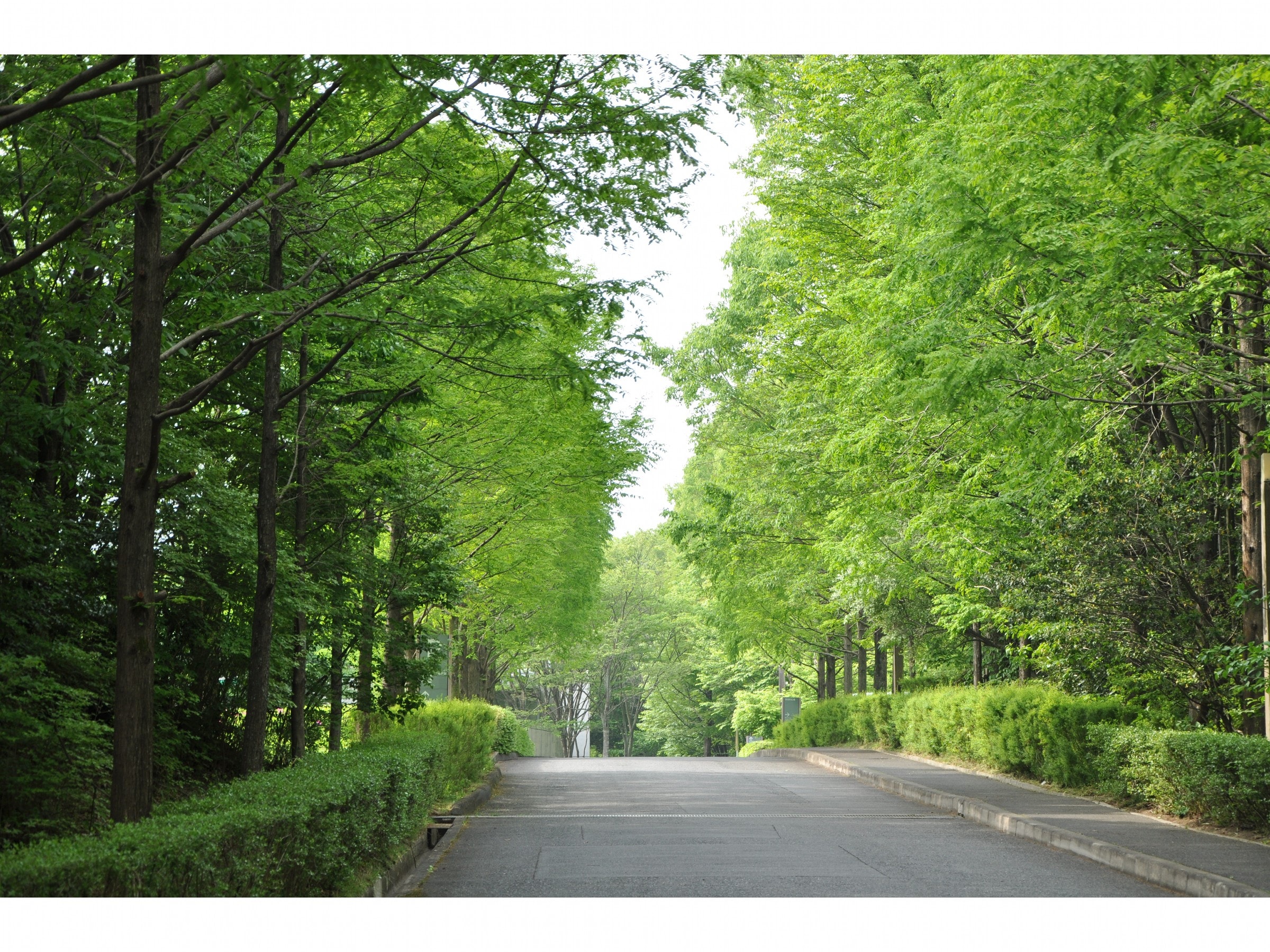 Metasequoia (Spring)