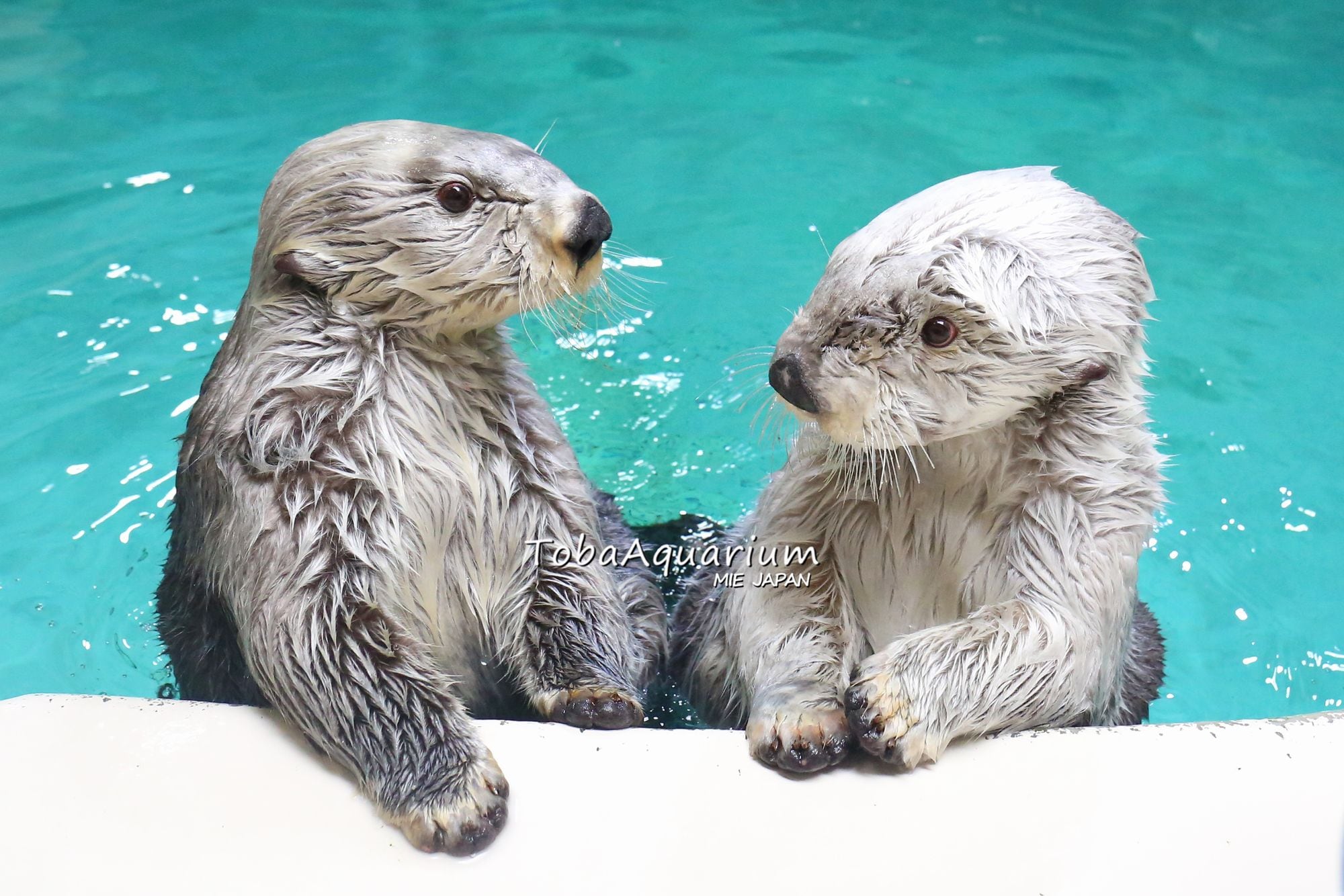 鳥羽水族館（範例照片）